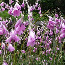 Dierama pulcherrimum